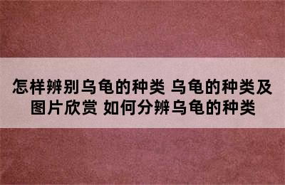 怎样辨别乌龟的种类 乌龟的种类及图片欣赏 如何分辨乌龟的种类